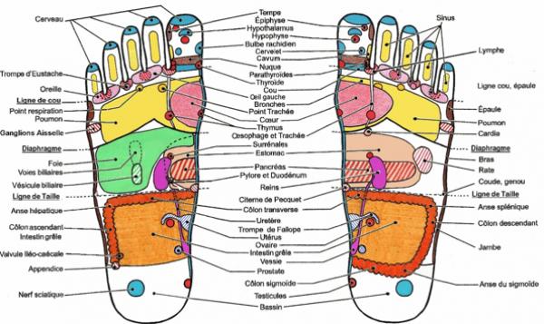 Reflexologie